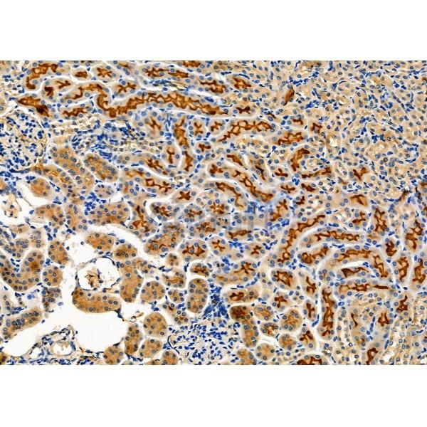 NXPH2 Antibody - DF9683 at 1/100 staining Mouse kidney tissue by IHC-P.