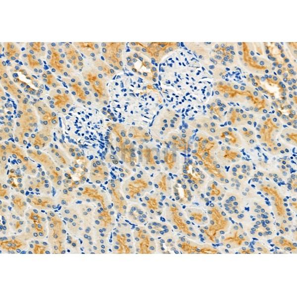 NXPH2 Antibody - DF9683 at 1/100 staining Rat kidney tissue by IHC-P.