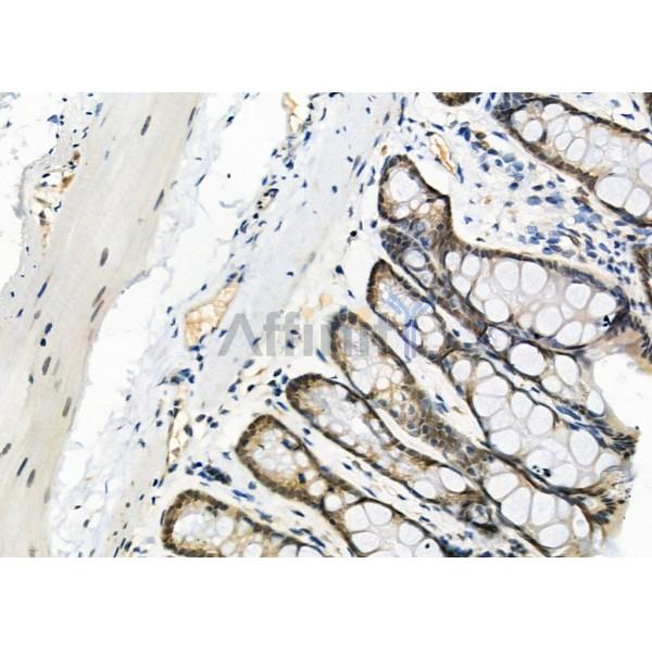 USP16 Antibody - DF9983 at 1/100 staining Rat stomach tissue by IHC-P.