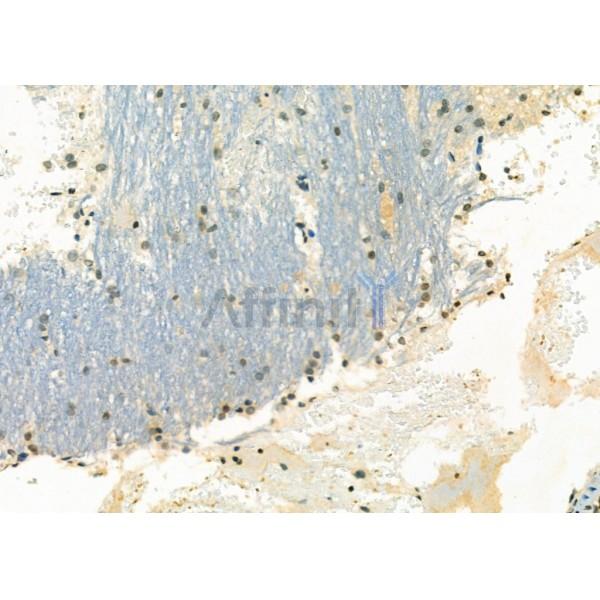 NKX3.1 Antibody - AF0221 at 1/100 staining Rat brain tissue by IHC-P.