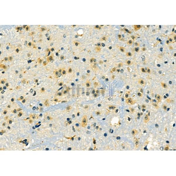 ZNF436 Antibody - AF0427 at 1/100 staining Mouse brain tissue by IHC-P.