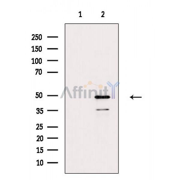 POFUT2 Antibody - Western blot analysis of extracts from Raji cells, using POFUT2 Antibody.