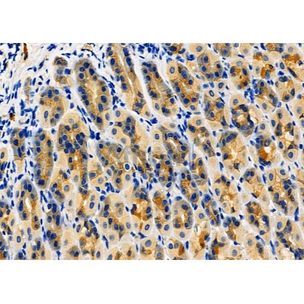 Niban Antibody - AF4008 at 1/100 staining Mouse stomach tissue by IHC-P.