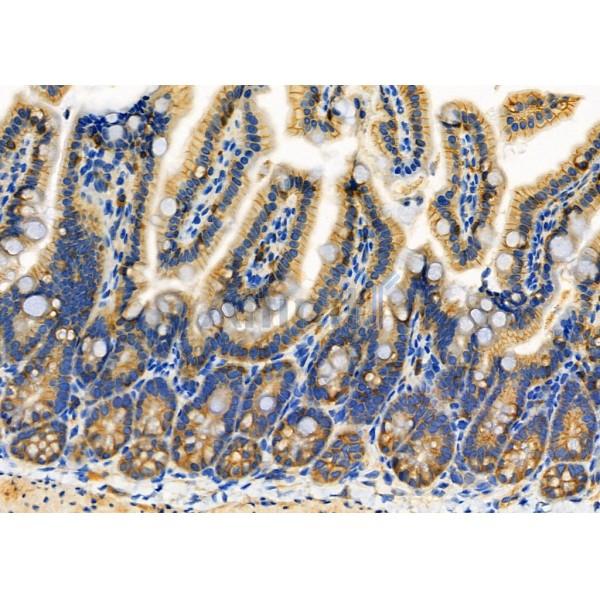 Niban Antibody - AF4008 at 1/100 staining Mouse colorectal tissue by IHC-P.