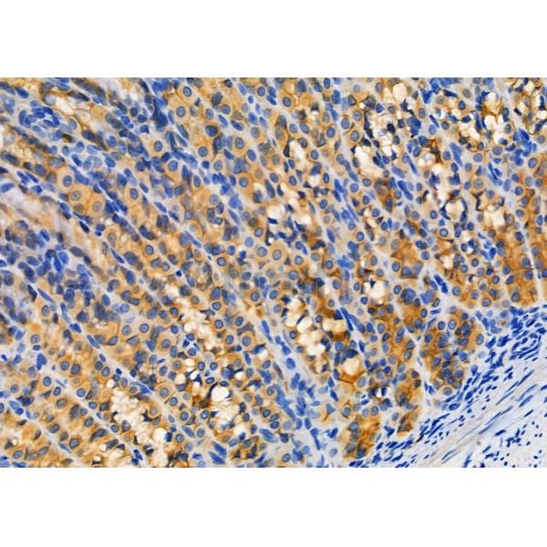Niban Antibody - AF4008 at 1/100 staining Rat stomach tissue by IHC-P.