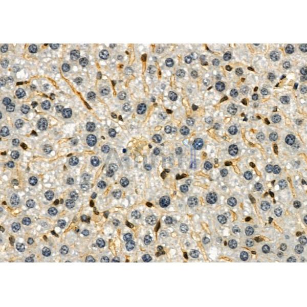 LYVE1 Antibody - AF4202 at 1/100 staining Mouse liver tissue by IHC-P.