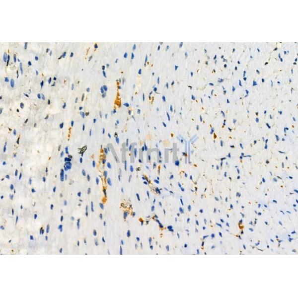 LYVE1 Antibody - AF4202 at 1/100 staining Mouse pancreatic tissue by IHC-P.