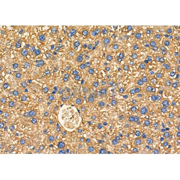 Arrdc1 Antibody - AF9016 at 1/100 staining Mouse liver tissue by IHC-P.