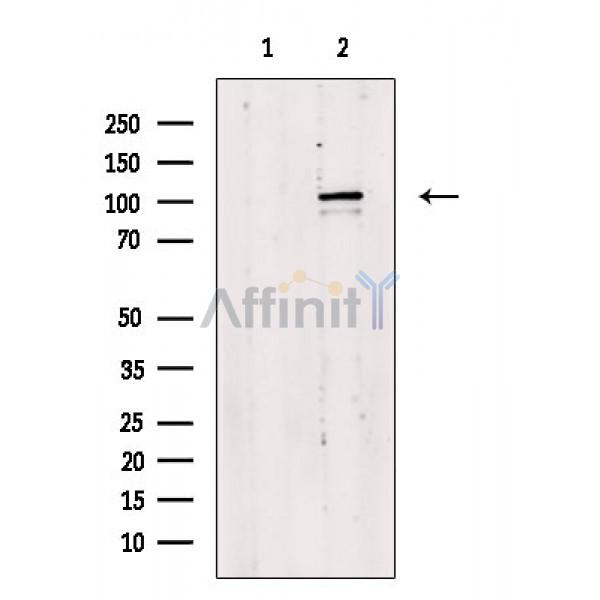 NFRKB Antibody - Western blot analysis of extracts from Rat testis, using NFRKB Antibody.