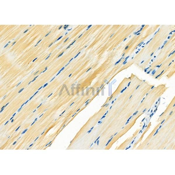 ACTC1 Antibody - DF2269 at 1/100 staining Mouse ovarian tissue by IHC-P.