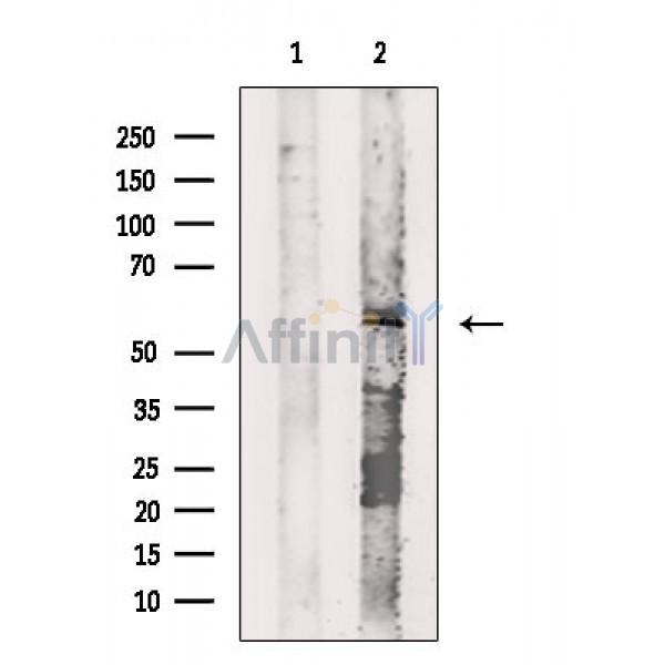 CCNL2 Antibody - Western blot analysis of extracts from HepG2 cells(heat shock treatment), using CCNL2 Antibody.