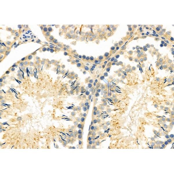 C10orf63 Antibody - DF2906 at 1/100 staining Rat testis tissue by IHC-P.