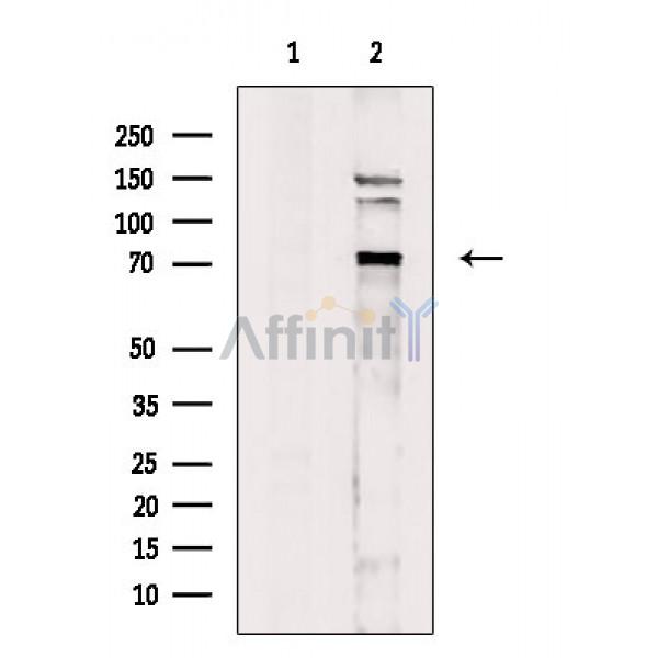 FXR2 Antibody - Western blot analysis of extracts from P19 cells, using FXR2 Antibody.