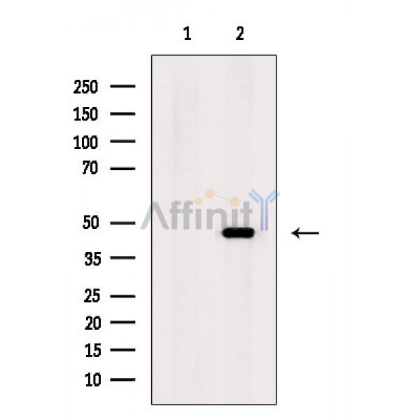 MAEA Antibody - Western blot analysis of extracts from COLO205 cells, using MAEA Antibody.