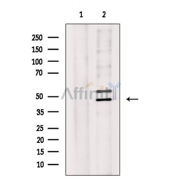 WWOX Antibody - Western blot analysis of extracts from Rat testis, using WWOX Antibody.