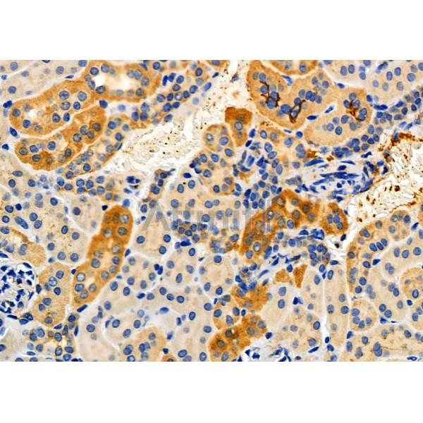 APOL2 Antibody - DF3786 at 1/100 staining Mouse kidney tissue by IHC-P.