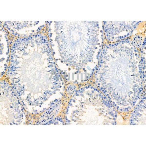 APOL4 Antibody - DF3787 at 1/100 staining Rat testis tissue by IHC-P.