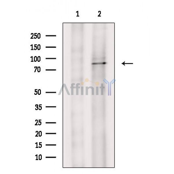 DDX50 Antibody - Western blot analysis of extracts from Hela cells, using DDX50 Antibody.