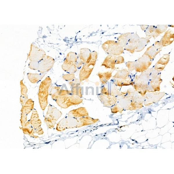 KCNK7 Antibody - DF4311 at 1/100 staining Rat skin tissue by IHC-P.