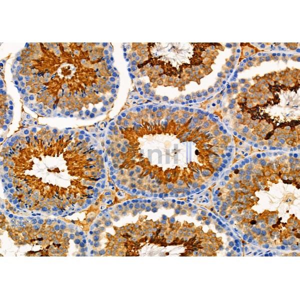 TPM3 Antibody - DF6338 at 1/100 staining Mouse testis tissue by IHC-P.