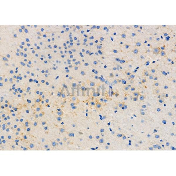 ITPA Antibody - DF6353 at 1/100 staining Mouse brain tissue by IHC-P.