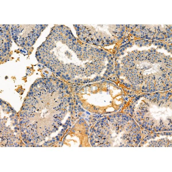 ITPA Antibody - DF6353 at 1/100 staining Mouse testis tissue by IHC-P.