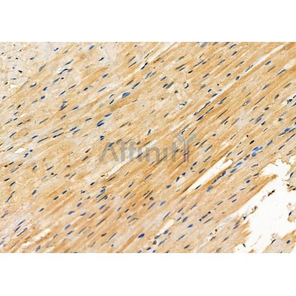ITPA Antibody - DF6353 at 1/100 staining Rat heart tissue by IHC-P.