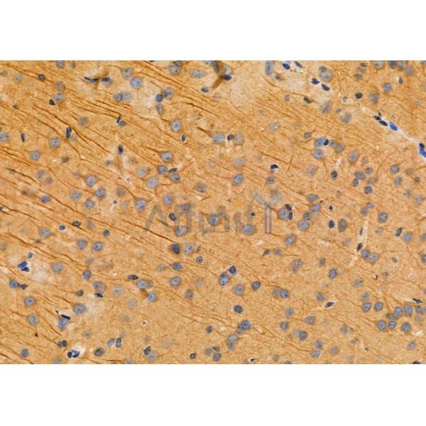 ITPA Antibody - DF6353 at 1/100 staining Rat brain tissue by IHC-P.