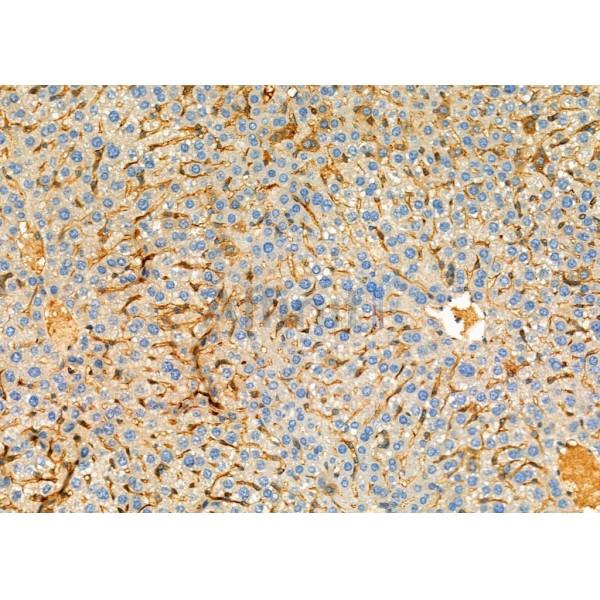 CST8 Antibody - DF6356 at 1/100 staining Mouse liver tissue by IHC-P.
