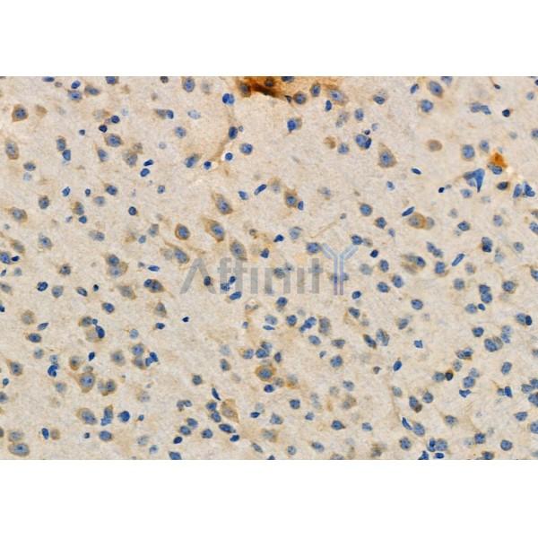 SELL Antibody - DF6509 at 1/100 staining Mouse brain tissue by IHC-P.