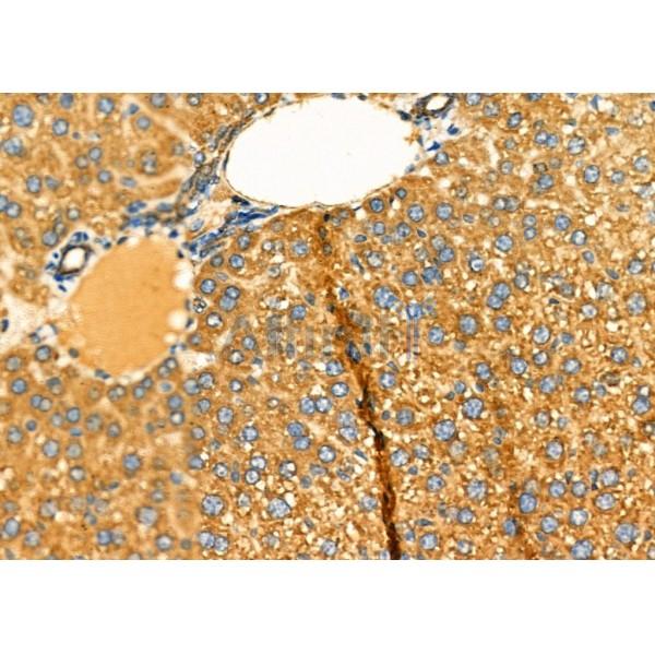 WFS1 Antibody - DF6566 at 1/100 staining Mouse liver tissue by IHC-P.
