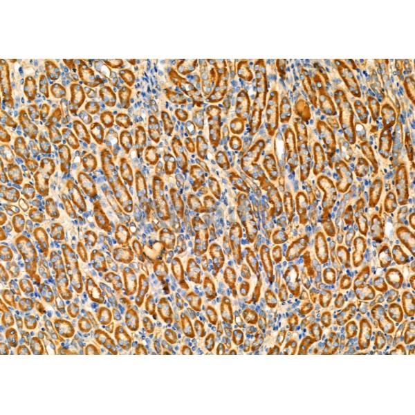 WFS1 Antibody - DF6566 at 1/100 staining Mouse kidney tissue by IHC-P.