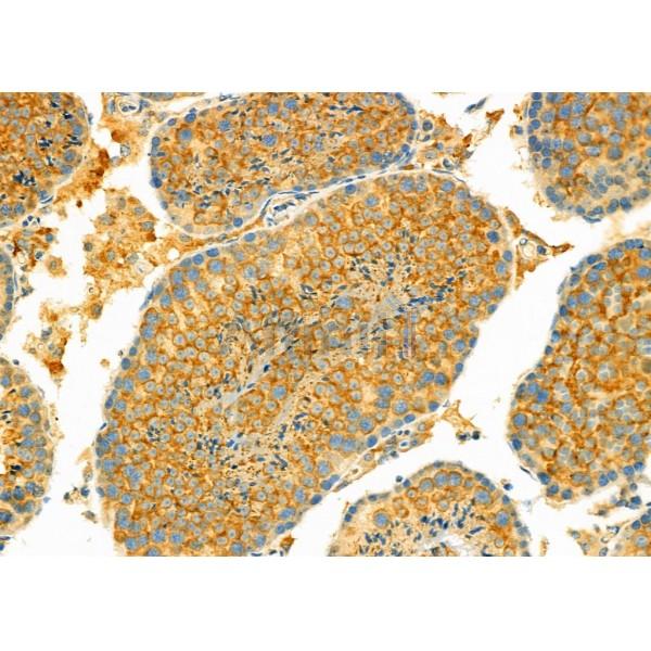 SCGB1A1 Antibody - DF6581 at 1/100 staining Mouse testis tissue by IHC-P.