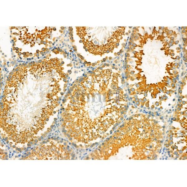 SCGB1A1 Antibody - DF6581 at 1/100 staining Rat testis tissue by IHC-P.