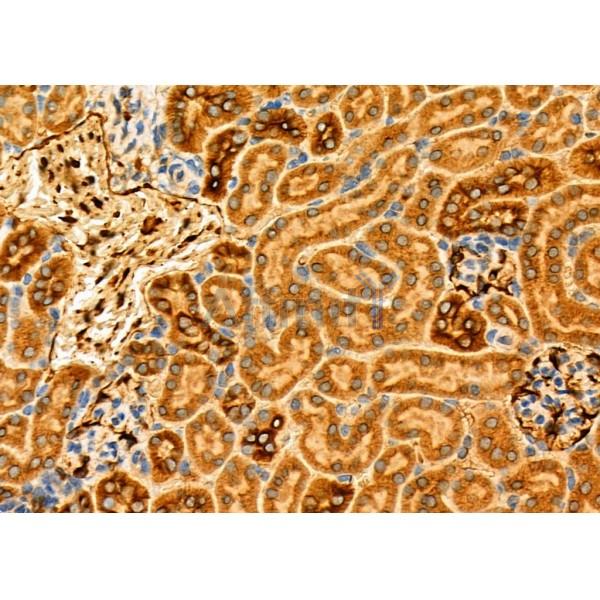 GABA A Receptor gamma 2 Antibody - DF6583 at 1/100 staining Mouse kidney tissue by IHC-P.