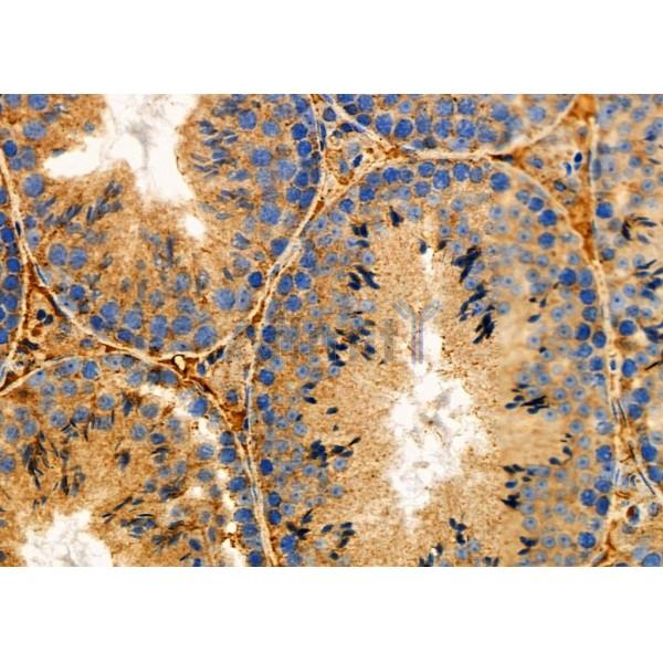 EBAG9 Antibody - DF6703 at 1/100 staining Mouse testis tissue by IHC-P.