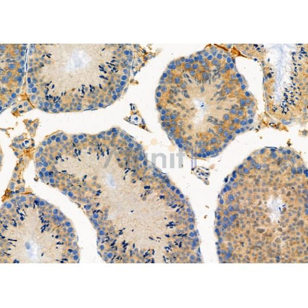 GAS2L1 Antibody - DF6866 at 1/100 staining Mouse testis tissue by IHC-P.