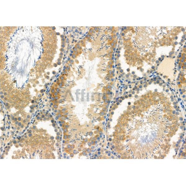 GAS2L1 Antibody - DF6866 at 1/100 staining Rat testis tissue by IHC-P.