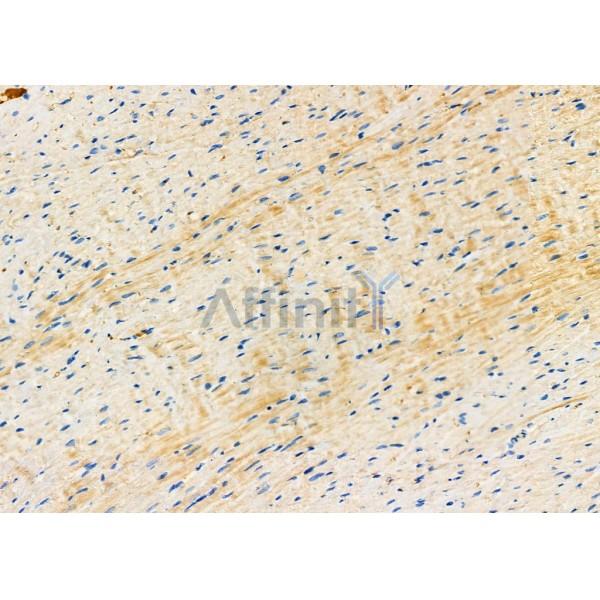 PIWL1 Antibody - DF6873 at 1/100 staining Rat heart tissue by IHC-P.