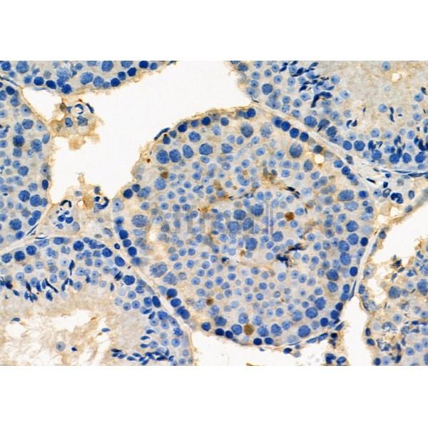 PSMA2 Antibody - DF6972 at 1/100 staining Mouse testis tissue by IHC-P.