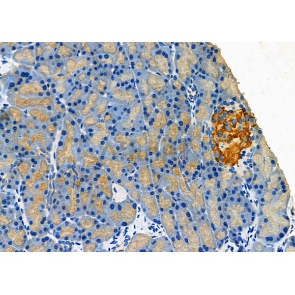 CLEC4D Antibody - DF7057 at 1/100 staining Mouse pancreatic tissue by IHC-P.
