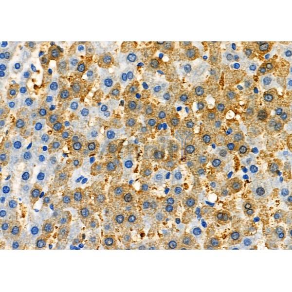 NAP1L1 Antibody - DF7076 at 1/100 staining Rat liver tissue by IHC-P.