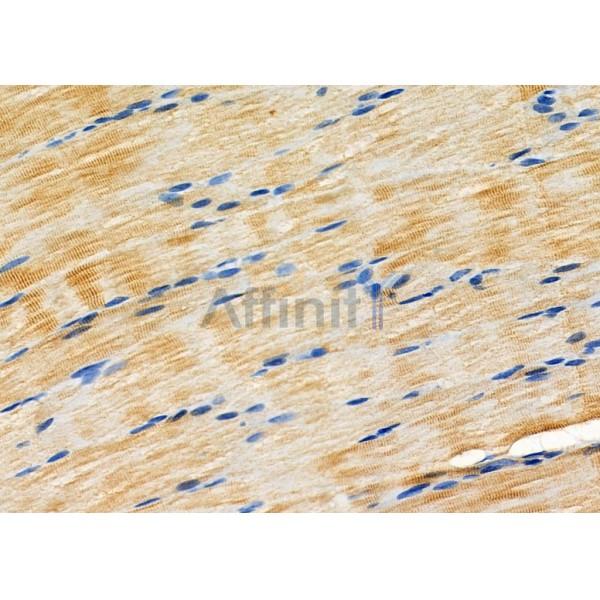 USO1 Antibody - DF7086 at 1/100 staining Rat muscle tissue by IHC-P.