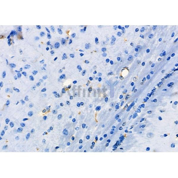 UTS2 Antibody - DF7281 at 1/100 staining Mouse brain tissue by IHC-P.