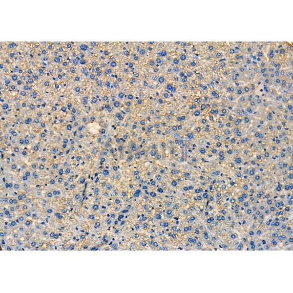 Kallikrein 7 Antibody - DF7384 at 1/100 staining Mouse liver tissue by IHC-P.