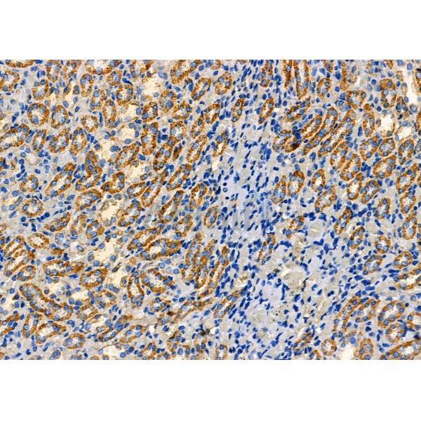 Kallikrein 7 Antibody - DF7384 at 1/100 staining Rat kidney tissue by IHC-P.