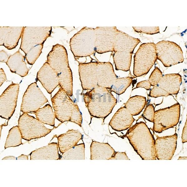 DAP Antibody - DF7628 at 1/100 staining Mouse muscle tissue by IHC-P.