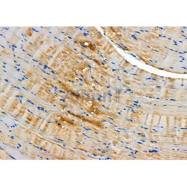 DAP Antibody - DF7628 at 1/100 staining Rat muscle tissue by IHC-P.