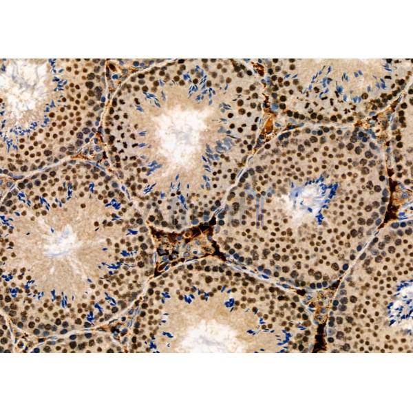 SUFU Antibody - DF7687 at 1/100 staining Mouse testis tissue by IHC-P.