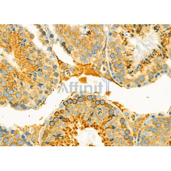 LEFTY2 Antibody - DF8330 at 1/100 staining Mouse testis tissue by IHC-P.